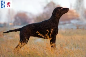 Lire la suite à propos de l’article Éleveurs de Retrievers à poil bouclé et chiots en Nouvelle-Aquitaine