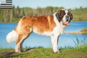 Lire la suite à propos de l’article Éleveurs de Saint-Bernard et chiots en Bretagne
