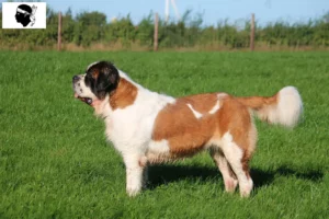 Lire la suite à propos de l’article Éleveurs de Saint-Bernard et chiots en Corse