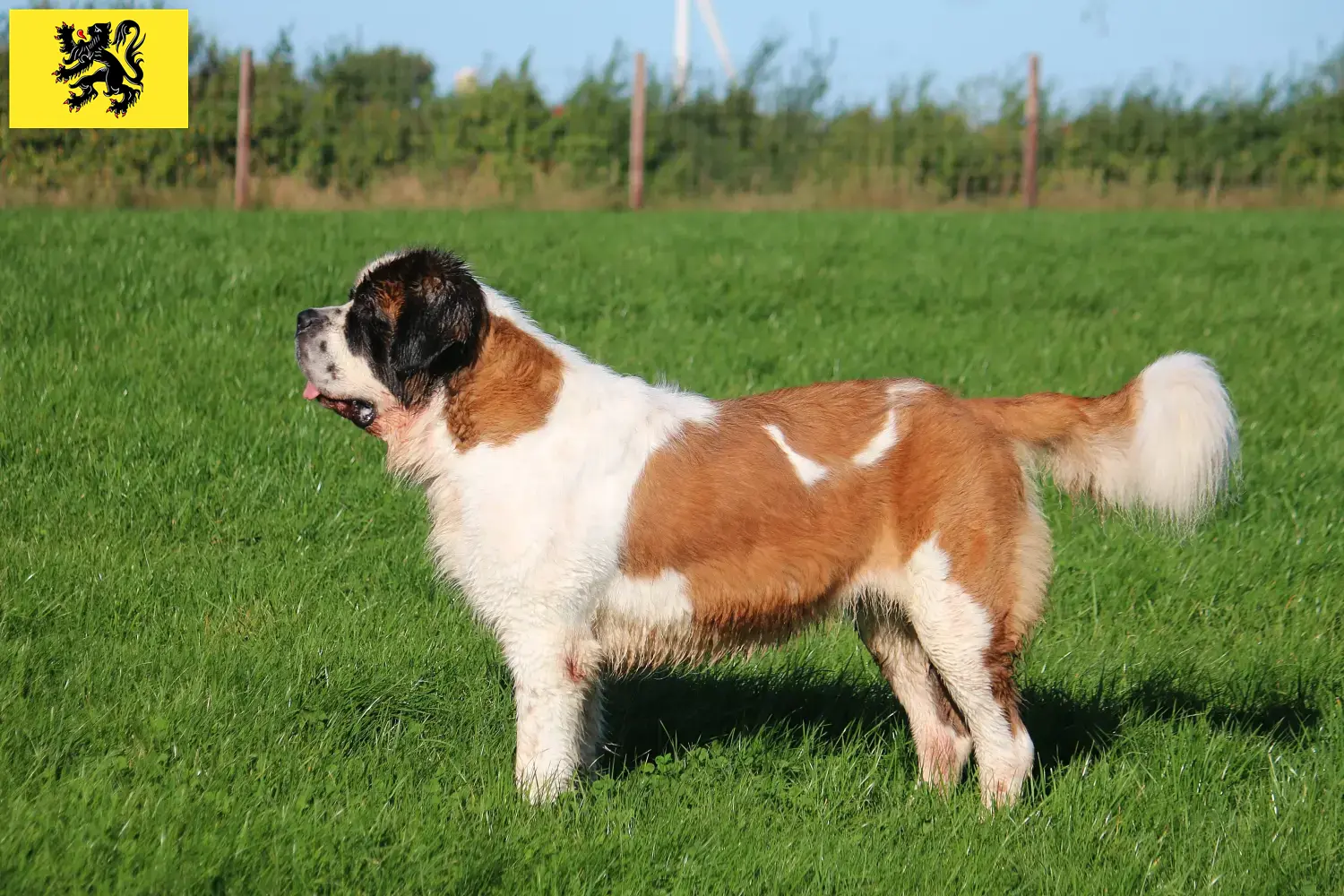 Saint-Bernard chiots et éleveurs Flandre Ici, tu trouveras des éleveurs de Saint-Bernard en Flandre.