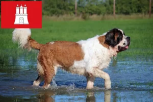 Lire la suite à propos de l’article Éleveurs de Saint-Bernard et chiots à Hambourg