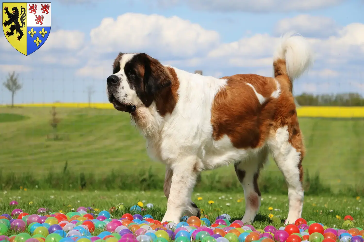 Saint-Bernard chiots et éleveurs Hauts-de-France Ici, tu trouveras des éleveurs de Saint-Bernard en Hauts-de-France.