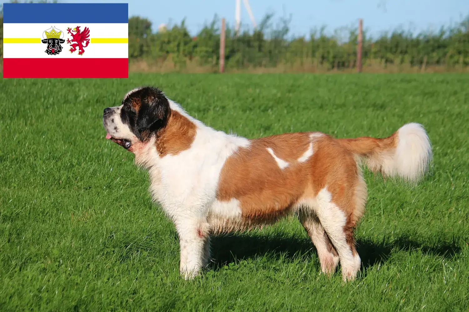 Saint-Bernard chiots et éleveurs Mecklembourg-Poméranie occidentale Ici, tu trouveras des éleveurs de Saint-Bernard dans le Mecklembourg-Poméranie occidentale.