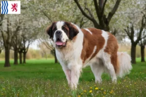 Lire la suite à propos de l’article Éleveurs de Saint-Bernard et chiots en Nouvelle-Aquitaine
