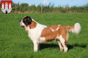 Lire la suite à propos de l’article Éleveurs de Saint-Bernard et chiots à Salzbourg