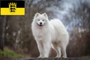Lire la suite à propos de l’article Samoyède éleveurs et chiots en Baden-Württemberg