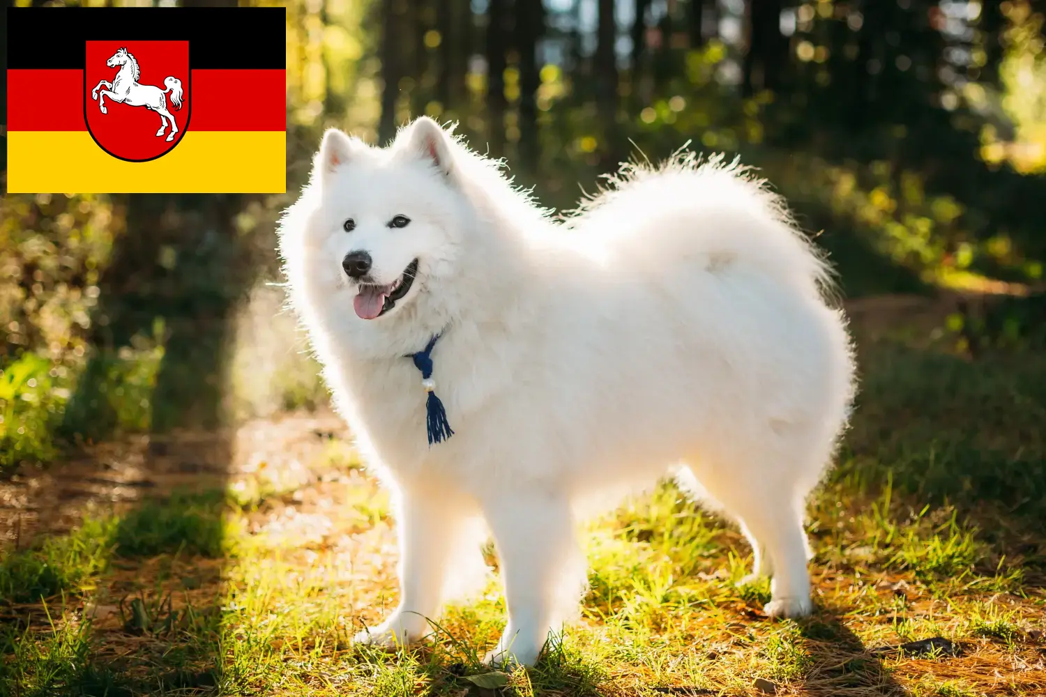 Samoyède chiots et éleveurs Basse-Saxe Ici, tu trouveras des éleveurs de samoyèdes en Basse-Saxe.