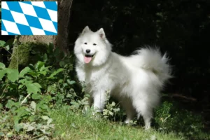 Lire la suite à propos de l’article Éleveurs de Samoyèdes et chiots en Bavière