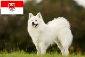 Lire la suite à propos de l’article Éleveurs de Samoyèdes et chiots dans le Brandebourg