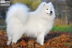 Lire la suite à propos de l’article Éleveurs de samoyèdes et chiots en Bretagne