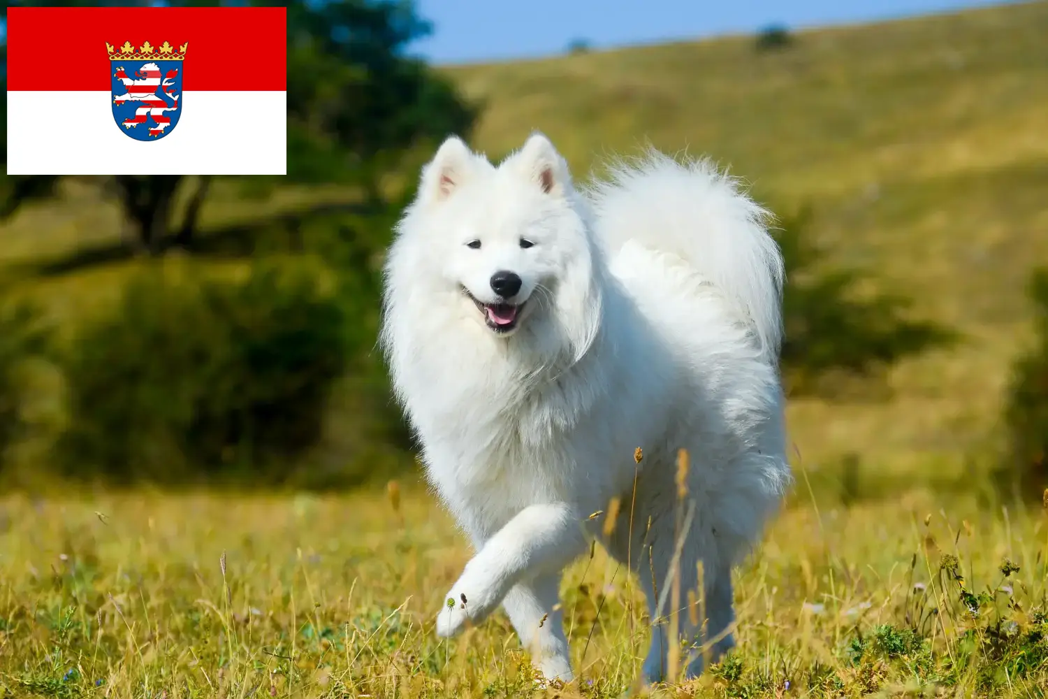 Samoyède chiots et éleveurs Hesse Ici tu trouves des éleveurs de Samoyèdes en Hesse.