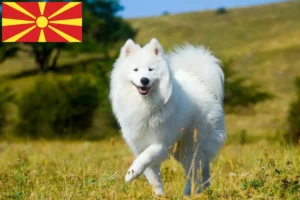 Lire la suite à propos de l’article Éleveurs de Samoyèdes et chiots en Macédoine du Nord