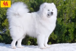 Lire la suite à propos de l’article Éleveurs de Samoyèdes et chiots en Région wallonne