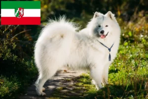 Lire la suite à propos de l’article Éleveurs de Samoyèdes et chiots en Rhénanie-du-Nord-Westphalie
