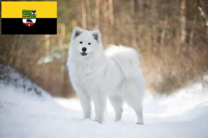 Lire la suite à propos de l’article Éleveurs de Samoyèdes et chiots en Saxe-Anhalt