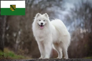Lire la suite à propos de l’article Éleveurs de Samoyèdes et chiots en Saxe