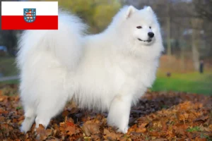 Lire la suite à propos de l’article Éleveurs de Samoyèdes et chiots en Thuringe