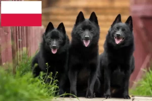 Lire la suite à propos de l’article Éleveurs et chiots de Schipperke en Pologne