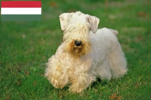 Lire la suite à propos de l’article Sealyham Terrier éleveurs et chiots en Hongrie