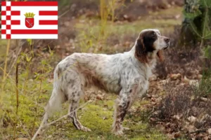 Lire la suite à propos de l’article Éleveurs de Setter anglais et chiots à Brême