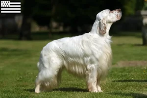 Lire la suite à propos de l’article Éleveurs de setter anglais et chiots en Bretagne