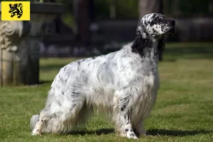 Lire la suite à propos de l’article Éleveurs de setter anglais et chiots en Flandre