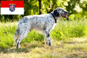Lire la suite à propos de l’article Éleveurs de Setter anglais et chiots en Hesse