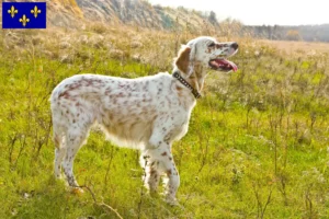 Lire la suite à propos de l’article Éleveurs de setter anglais et chiots en Île-de-France