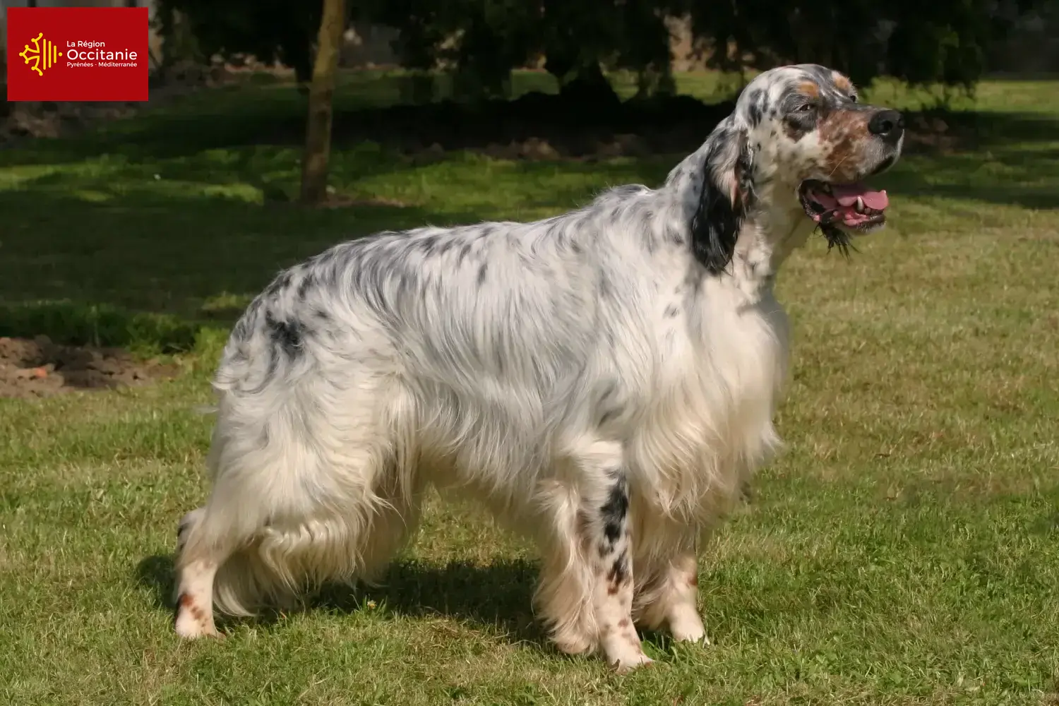 Setter anglais chiots et éleveurs Occitanie Ici, tu trouveras des éleveurs de setter anglais en Occitanie.
