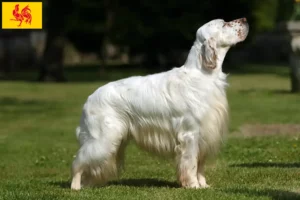 Lire la suite à propos de l’article Éleveurs de Setter anglais et chiots en Région wallonne