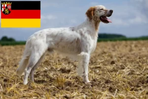 Lire la suite à propos de l’article Éleveurs de Setter anglais et chiots en Rhénanie-Palatinat