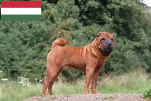 Lire la suite à propos de l’article Éleveurs de Shar Pei et chiots en Hongrie