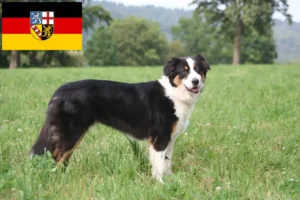 Lire la suite à propos de l’article Éleveurs de bergers australiens et chiots en Sarre