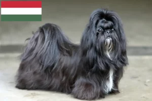 Lire la suite à propos de l’article Éleveurs de Shih Tzu et chiots en Hongrie