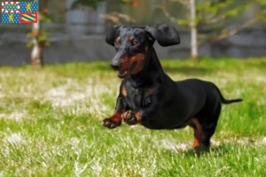 Lire la suite à propos de l’article Éleveurs de teckels et chiots en Bourgogne-Franche-Comté