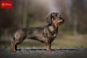 Lire la suite à propos de l’article Éleveurs de teckels et chiots en Occitanie