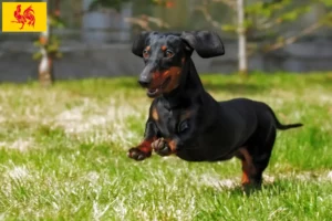 Lire la suite à propos de l’article Éleveurs de teckels et chiots en Région wallonne