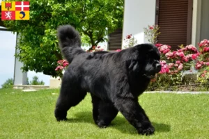 Lire la suite à propos de l’article Éleveurs de Terre-Neuve et chiots en Auvergne-Rhône-Alpes