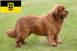 Lire la suite à propos de l’article Éleveurs de Terre-Neuve et chiots en Bade-Wurtemberg