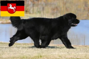 Lire la suite à propos de l’article Éleveurs de Terre-Neuve et chiots en Basse-Saxe