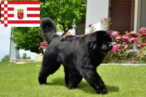 Lire la suite à propos de l’article Éleveurs de Terre-Neuve et chiots à Brême