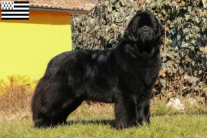 Lire la suite à propos de l’article Éleveurs de Terre-Neuve et chiots en Bretagne