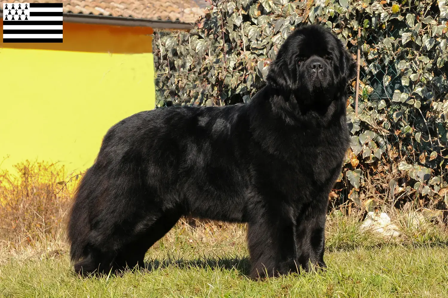 Terre-Neuve chiots et éleveurs Bretagne Ici vous trouverez des éleveurs de Terre-Neuve en Bretagne .