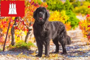 Lire la suite à propos de l’article Éleveurs de Terre-Neuve et chiots à Hambourg