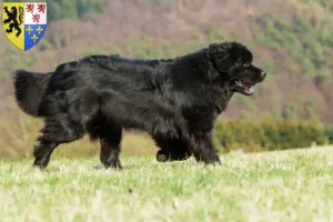 Lire la suite à propos de l’article Éleveurs de Terre-Neuve et chiots en Hauts-de-France