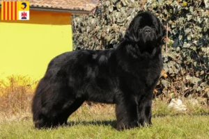 Lire la suite à propos de l’article Eleveurs de Terre-Neuve et chiots en Provence-Alpes-Côte d’Azur