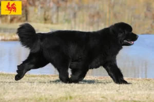 Lire la suite à propos de l’article Éleveurs de Terre-Neuve et chiots en Région wallonne