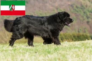 Lire la suite à propos de l’article Éleveurs de Terre-Neuve et chiots en Rhénanie-du-Nord-Westphalie