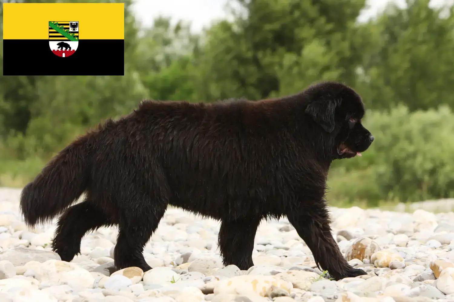 Terre-Neuve chiots et éleveurs Saxe-Anhalt Ici, tu trouveras des éleveurs de Terre-Neuve en Saxe-Anhalt.