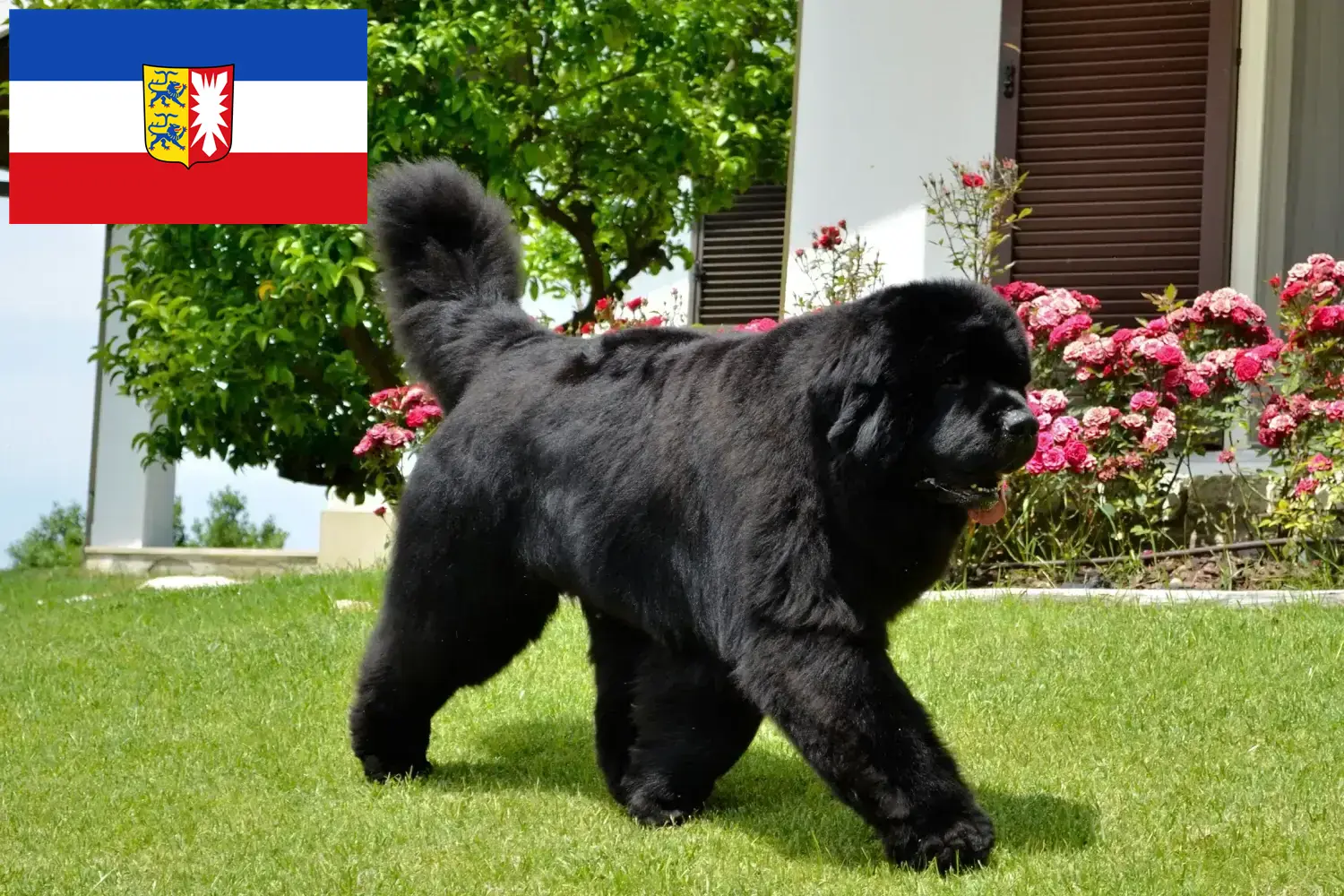 Terre-Neuve chiots et éleveurs Schleswig-Holstein Ici, tu trouveras des éleveurs de Terre-Neuve dans le Schleswig-Holstein.